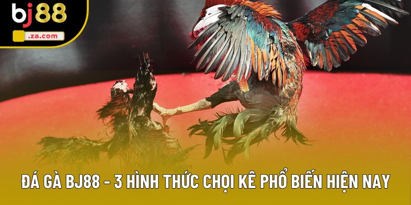 Đá Gà BJ88 - 3 Hình Thức Chọi Kê Phổ Biến Hiện Nay