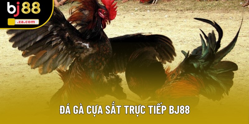 Đá Gà Cựa Sắt Trực Tiếp - Đấu Trường Giải Trí Đình Đám 2025