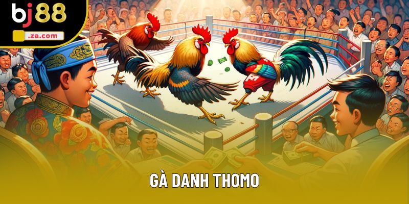 Gà Danh Thomo - Hành Trình Đến Với Danh Hiệu Chiến Kê Bất Bại 1 Gà Danh Thomo - Những Chiến Kê Xuất Sắc Đáng Chú Ý